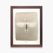 Charger l'image dans la galerie, Phasme Feuille - 24x30 - Van Dyke Encadré