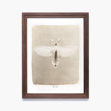 Charger l'image dans la galerie, Phasme Feuille - 24x30 - Van Dyke Encadré