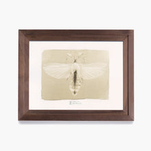 Charger l'image dans la galerie, Phasme Feuille - 18x24 - Van Dyke Encadré