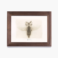 Charger l'image dans la galerie, Phasme Feuille - 18x24 - Van Dyke Encadré