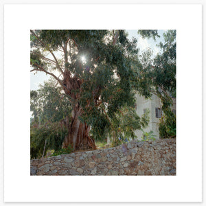 Eucalyptus - Corbara
